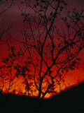 Silhouetted Tree and Blazing Sky at Sunset over Blue Ridge Mountains Fotografie-Druck von Raymond Gehman
