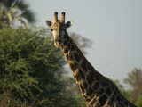 A Giraffe in the Okavango Delta Area of Botswana Photographie par Jodi Cobb