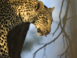 A Leopard in the Okavango Delta Area of Botswana Photographic Print by Jodi Cobb