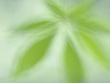 Close Up of New Leaves Emerging in Spring in Western Yosemite Photographic Print by Phil Schermeister