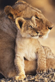Lioness & Cub Poster Lioness & Cub Poster