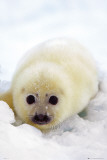SEAL CUB Láminas