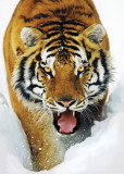TIGER SNOW, 3-D Poster Posters