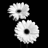 Gerbera Portrait I Poster by Jeff Maihara