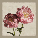 Botanical Peony Prints by Janel Pahl