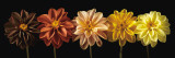 Floral Salute Posters by Assaf Frank