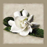 Botanical Gardenia Láminas por Janel Pahl