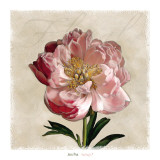 Peony I Print by Janel Pahl