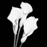 Calla Portrait II Posters af Jeff Maihara Calla Portrait II Posters af Jeff Maihara