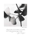 Delicate Ginkgo Poster par Debra Van Swearingen
