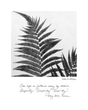 Delicate Ferns Kunstdrucke von Debra Van Swearingen