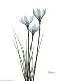 Blue Floral X-ray, White Rain Lily Affiches par Albert Koetsier