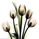 Albert Koetsier - Crystal Flowers X-ray, Tulip Bouquet Reprodukce Albert Koetsier - Crystal Flowers X-ray, Tulip Bouquet Reprodukce