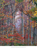 Glowing Autumn Forest, Virginia Poster by Christopher Burkett