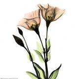 Albert Koetsier - Crystal Flowers X-ray, Gentian Obrazy