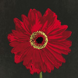 Midnight Gerbera III Prints by Robert Lacie