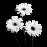 Gerbera Portrait II Prints by Jeff Maihara