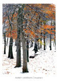 Snowfall II Prints by Burney Lieberman
