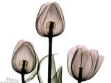 Trio of Tulips II Posters by Albert Koetsier