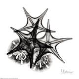 X-ray Starfish and Sanddollar Kunstdruck von Albert Koetsier