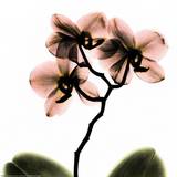 Albert Koetsier - Crystal Flowers X-ray, Orchid - Poster
