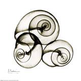 X-ray Snail Shells, Sepia Poster by Albert Koetsier