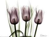 Trio of Tulips I Posters par Albert Koetsier
