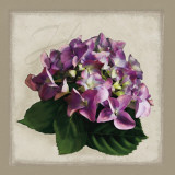 Botanical Hydrenga Póster por Janel Pahl