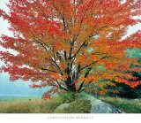 Wild Red Maple and Fog, New Hampshire Print by Christopher Burkett