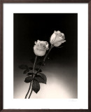 Rosas Pôsteres por Dick & Diane Stefanich Rosas Pôsteres por Dick & Diane Stefanich