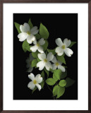 Dogwood Posters by Susan Barmon Dogwood Posters by Susan Barmon