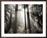 Morning Light Posters by Dennis Frates Morning Light Posters by Dennis Frates