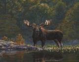 North Country Moose Prints by Bruce Miller