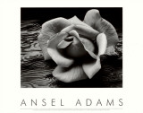 Rose and Driftwood, San Francisco, California Posters por Ansel Adams Rose and Driftwood, San Francisco, California Posters por Ansel Adams