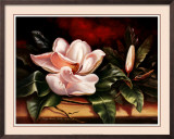Magnolias on Red II Poster by Peggy Thatch Sibley Magnolias on Red II Poster by Peggy Thatch Sibley