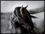 Fierce Grace Framed Canvas Print by Tony Stromberg