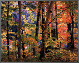 Maples and Birches Framed Canvas Print by Joseph Holmes