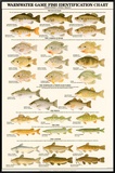 Warmwater Gamefish of North America Framed Canvas Print