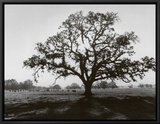 Oak Tree, Sunrise Framed Canvas Print by Ansel Adams