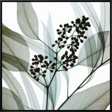 Eucalyptus Framed Canvas Print by Steven N. Meyers