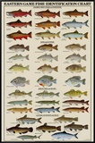 Eastern Gamefish Identification Chart Framed Canvas Print