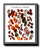 Peppers Framed Canvas Print