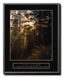 Attitude: Forest Light Framed Canvas Print