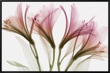 Alstromeria Framed Canvas Print by Steven N. Meyers
