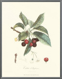 Cherries Framed Canvas Print by Pierre-Antoine Poiteau