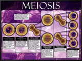 Meiosis Framed Canvas Print