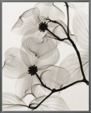 Dogwood Blossoms Framed Canvas Print by Steven N. Meyers