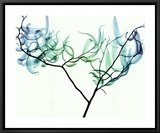 Willow Framed Canvas Print by Steven N. Meyers