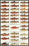 Trout, Salmon & Char of North America I Framed Canvas Print