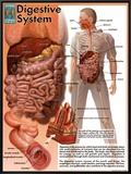 Digestive System Framed Canvas Print